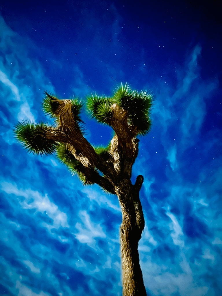 Joshua Tree at night