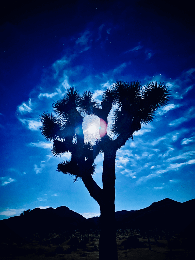 Joshua Tree at night