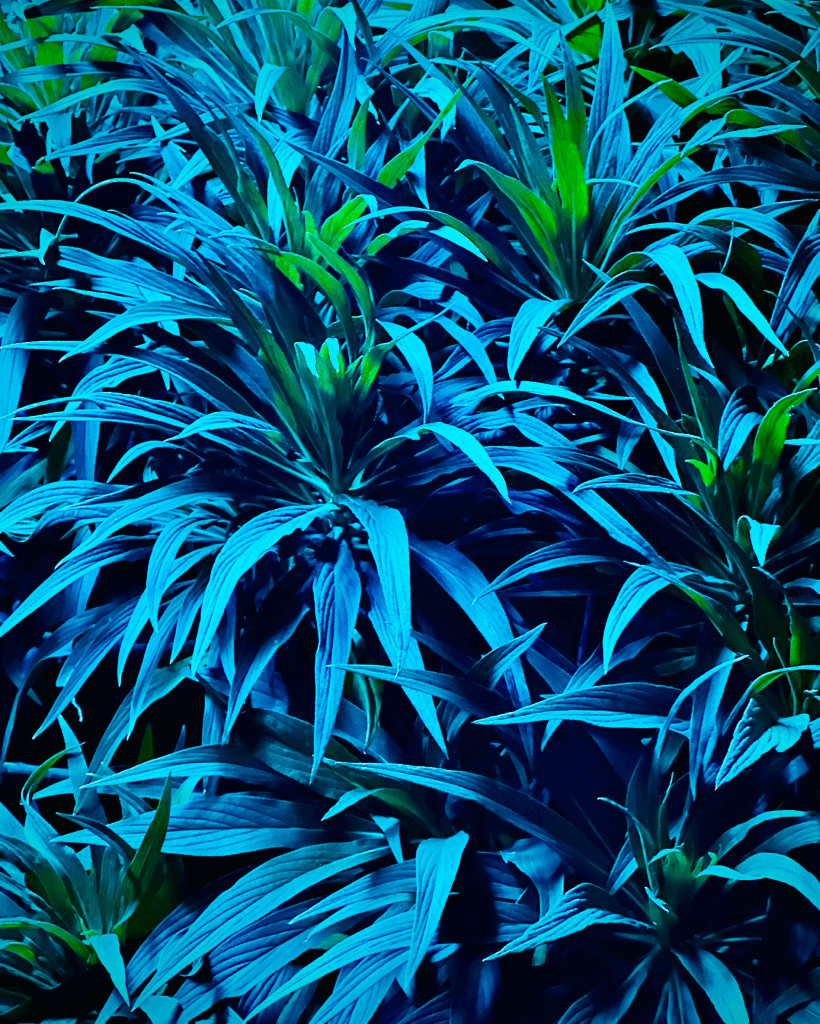 Night plants Santa Monica