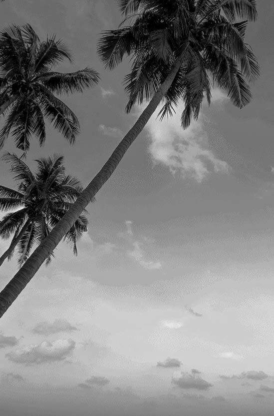 thailand palm trees